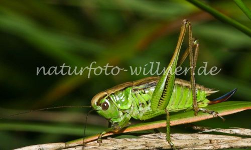 Roesels Beißschrecke (Metrioptera roeseli) Foto W. Willner 160-6067_IMG