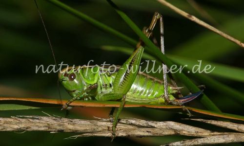Roesels Beißschrecke (Metrioptera roeseli) Foto W. Willner 160-6070_IMG