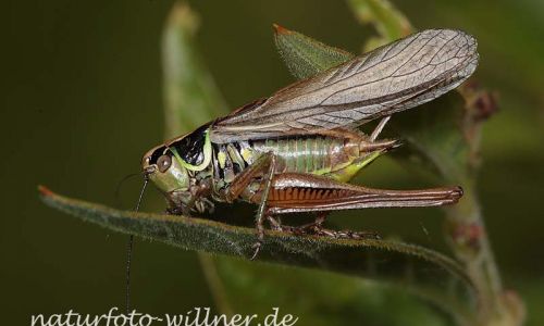 Roesels Beißschrecke (Metrioptera roeseli) Foto W. Willner