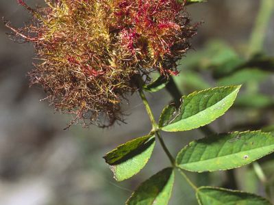 Rosengalle (Diploplepis rosae) 5 Foto W. Willner