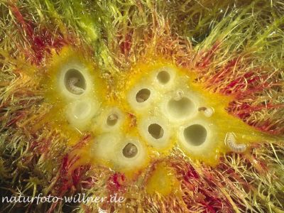 Rosengalle (Diploplepis rosae) 9 Foto W. Willner
