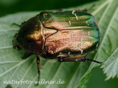 Rosenkäfer (Cetonia aurata)