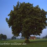 Rosskastanie Foto W. Willner 331