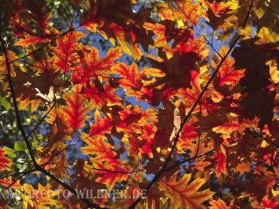 Rot-Eiche (Quercus rubra)