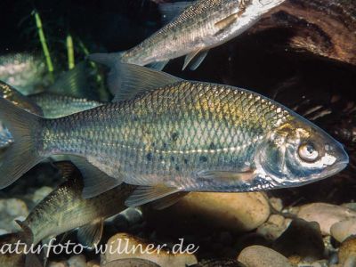 Rotauge, Plötze (Rutilus rutilus) Foto W. Willner_9068