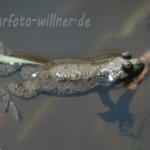 Rotbauchunke 2 Foto H. Tuschl Naturfotoarchiv Willner