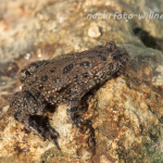 Rotbauchunke 3 Foto H. Tuschl Naturfotoarchiv Willner