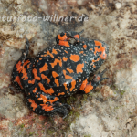 Rotbauchunke 4 Foto H. Tuschl Naturfotoarchiv Willner