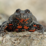 Rotbauchunke 5 Foto H. Tuschl Naturfotoarchiv Willner