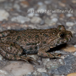 Rotbauchunke Bombina bombina Foto Wolfgang Willner Naturfoto-2