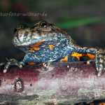 Rotbauchunke Bombina bombina Foto Wolfgang Willner Naturfoto-25