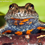 Rotbauchunke Bombina bombina Foto Wolfgang Willner Naturfoto-42