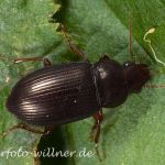 Rotbeiniger Haarschnelläufer 4 (Pseudophonus rufipes) Foto W. Willner
