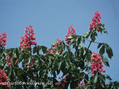 Rotblühende Roßkastanie (Aesculus x carnea) Foto W. Willner-2