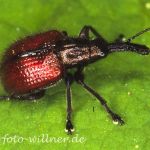 Rotbrauner Fruchtstecher (Tatianaerhynchites aequatus) Foto W. Willner-5