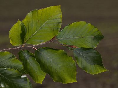 Rotbuche Fagus sylvatica Foto Wolfgang Willner Naturfoto-4
