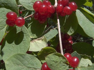 Rote Heckenkirsche (Lonicera caerulea) Foto W. Willner 12