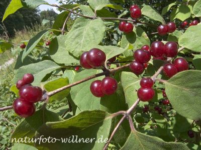 Rote Heckenkirsche (Lonicera caerulea) Foto W. Willner 14