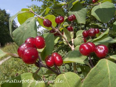Rote Heckenkirsche (Lonicera caerulea) Foto W. Willner 21