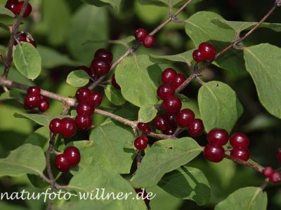 Rote Heckenkirsche (Lonicera caerulea) Foto W. Willner 22