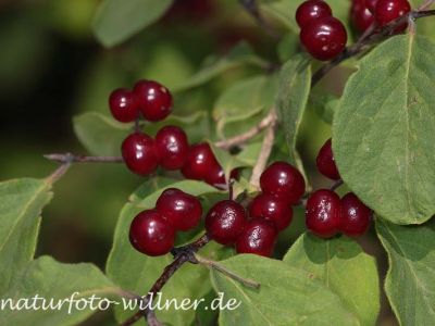 Rote Heckenkirsche (Lonicera caerulea) Foto W. Willner 24
