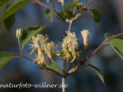 Rote Heckenkirsche (Lonicera caerulea) Foto W. Willner 25