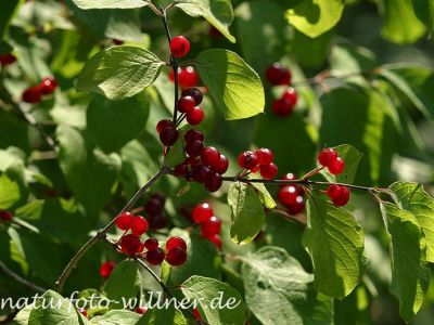 Rote Heckenkirsche (Lonicera caerulea) Foto W. Willner 26