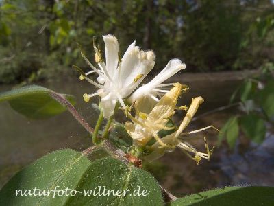 Rote Heckenkirsche (Lonicera caerulea) Foto W. Willner 27