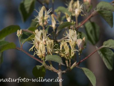 Rote Heckenkirsche (Lonicera caerulea) Foto W. Willner 30