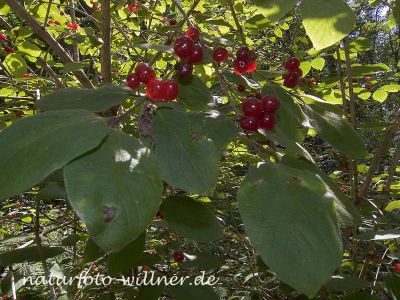Rote Heckenkirsche (Lonicera caerulea) Foto W. Willner 34