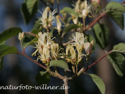 Rote Heckenkirsche (Lonicera caerulea) Foto W. Willner 36