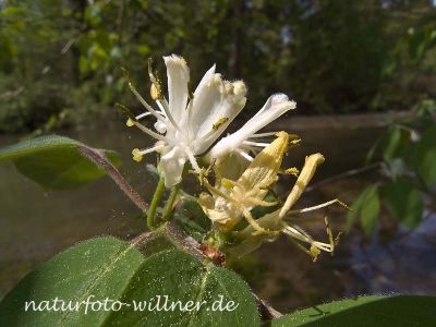 Rote Heckenkirsche (Lonicera caerulea) Foto W. Willner-5