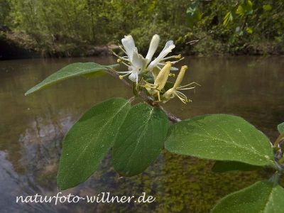 Rote Heckenkirsche (Lonicera caerulea) Foto W. Willner