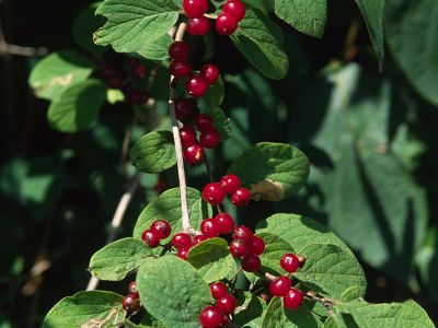 Rote Heckenkirsche (Lonicera xylosteum) Foto W. Willner-10
