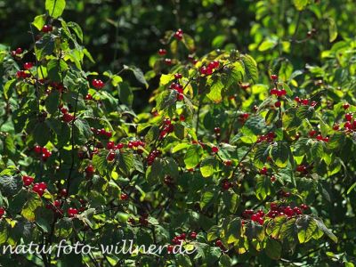 Rote Heckenkirsche (Lonicera xylosteum) Foto W. Willner-13