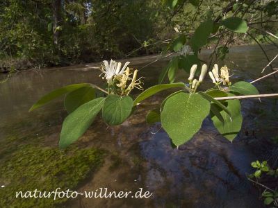 Rote Heckenkirsche (Lonicera xylosteum) Foto W. Willner-2