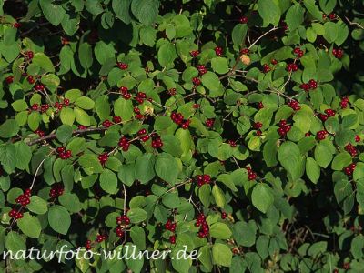 Rote Heckenkirsche (Lonicera xylosteum) Foto W. Willner-3-2