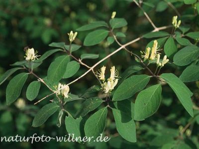Rote Heckenkirsche (Lonicera xylosteum) Foto W. Willner-4-2