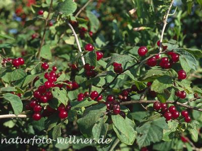 Rote Heckenkirsche (Lonicera xylosteum) Foto W. Willner-5-2