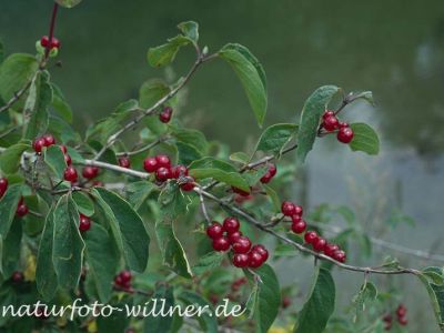 Rote Heckenkirsche (Lonicera xylosteum) Foto W. Willner-6