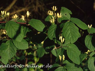 Rote Heckenkirsche (Lonicera xylosteum) Foto W. Willner-9
