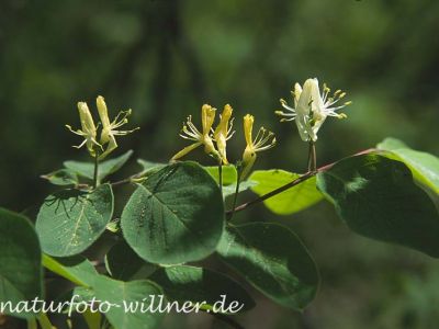 Rote Heckenkirsche (Lonicera xylosteum) Foto Wolfgang Willner Naturfoto-14