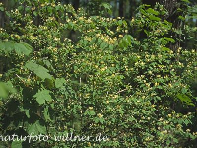 Rote Heckenkirsche (Lonicera xylosteum) Foto Wolfgang Willner Naturfoto-15
