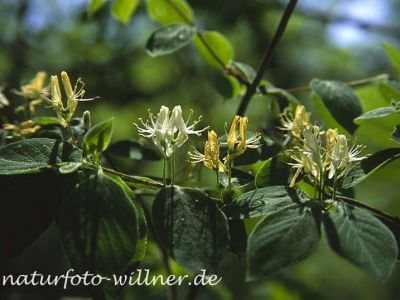 Rote Heckenkirsche (Lonicera xylosteum) Foto Wolfgang Willner Naturfoto-16
