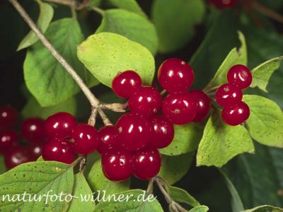 Rote Heckenkirsche (Lonicera xylosteum) Foto Wolfgang Willner Naturfoto-22