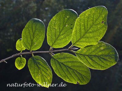 Rote Heckenkirsche (Lonicera xylosteum) Foto Wolfgang Willner Naturfoto-5