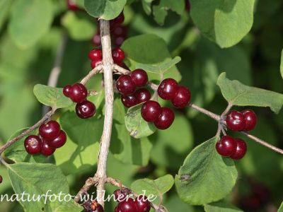 Rote Heckenkirsche W. Willner12