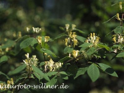 Rote Heckenkirsche (Lonicera xylosteum)