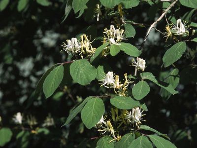 Rote Heckenkirsche (Lonicera xylosteum)