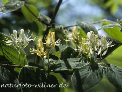 Rote Heckenkirsche (Lonicera xylosteum)
